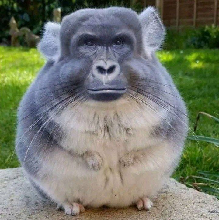 Create meme: Chinchilla valakas, chinchilla is fluffy, The fat chinchilla