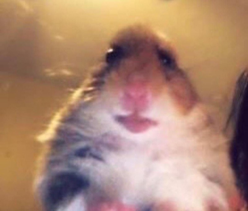 Create meme: hamster meme, hamster selfie, hamsters meme