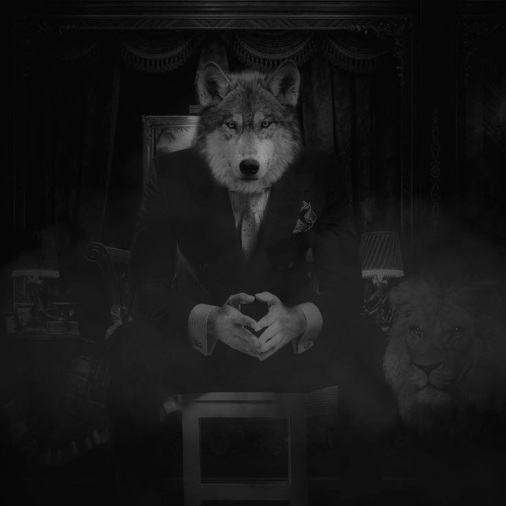 Создать мем: alpha wolf, серый волк, волк в костюме