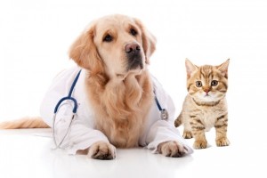 Create meme: veterinary clinic, veterinary clinic pictures on a transparent background, animal vet