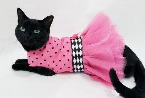 Создать мем: cat harness, кошка в платье фото, картинки одежда для кошек