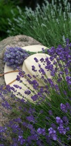 Create meme: lavender field, lavender