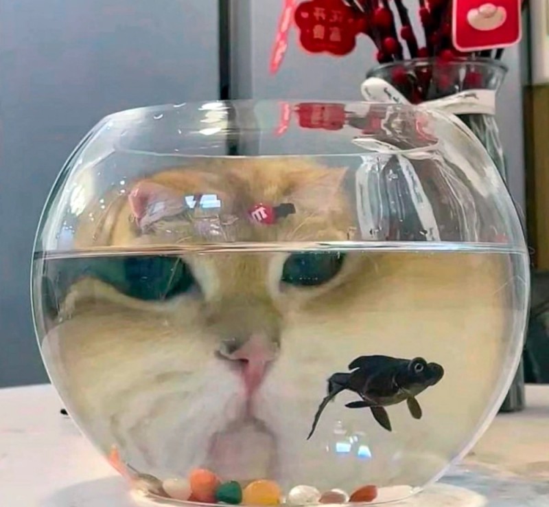 Создать мем: коты, кошка, аквариум