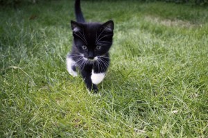 Создать мем: черный кот в траве, черно белый кот, черно белая кошка