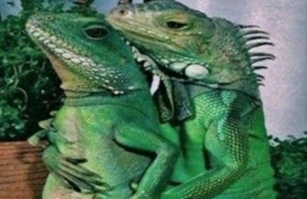 Create meme: green iguana, iguana lizard, gecko lizard