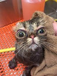 Create meme: cat funny , The cat is wet, funny cats 