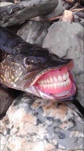 Create meme: pike, the snakehead fish, caught a pike