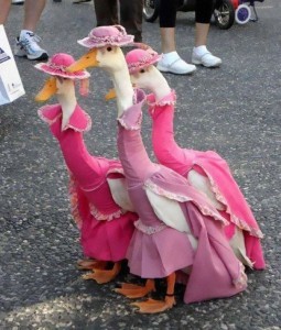 Create meme: the Christmas goose funny pictures, photo of geese funny, animals in funny costumes