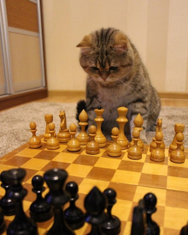 Создать мем: кот шахматной окраски, шахматы, шахматы кошки
