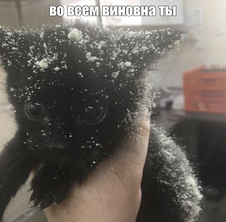 Создать мем: пушистый, котенок мем, черный кот пушистый