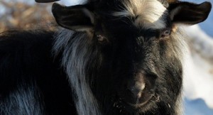 Create meme: Primorsky Safari Park, capra, goat