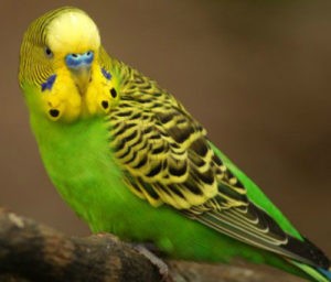 Create meme: budgie, wavy parrot