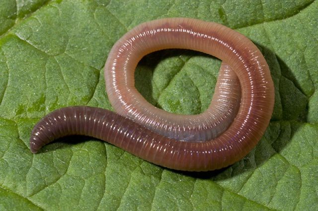 Create meme: earthworm , the appearance of an earthworm, types of earthworms
