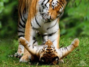 Создать мем: cub, big cat, panthera tigris