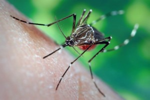 Создать мем: virus, zika, укус комара