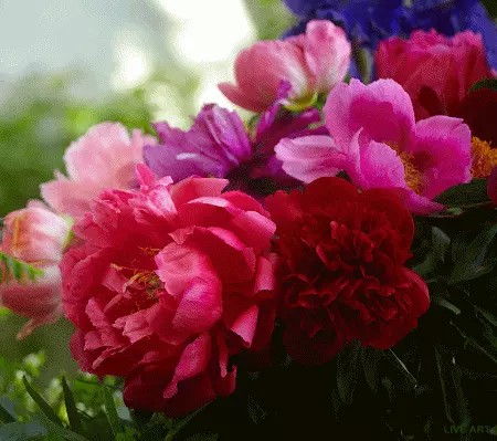 Create meme: peonies , peonies flowers, pink peonies 