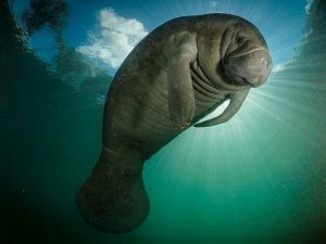 Create meme: wild Amazon, the day of the Holy manatee, el manatí