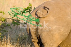 Создать мем: Африка, изображние животного, белые носороги