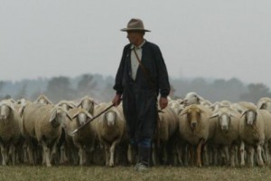 Create meme: film sheep without a shepherd, flock of sheep and shepherd, shepherd
