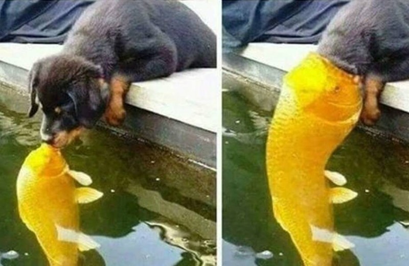 Create meme: dog fish, the dog kisses the fish, funny animals 