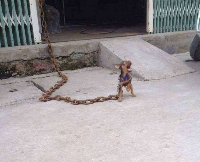 Create meme: end of the week, a small dog on a chain, fair