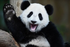 Create meme "kung fu Panda twine