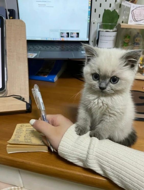 Create meme: seals , kitty is bored, cute cats 