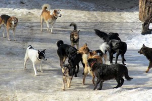 Создать мем: собаки отлов 2017 спб. лен.обл., горячая линия бездомные собаки, агрессивные животные