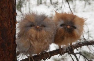 Create meme: furry owl, fluffy bird, fluffy owl