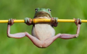 Создать мем: чудо животные, frog, лягушка царевна