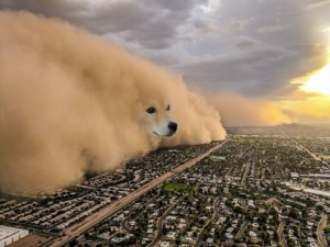 Создать мем: песчаные бури техас 1939 год, meme dog, пыльная буря