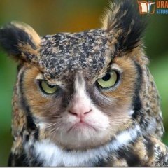Create meme: owls, baykuş, cat