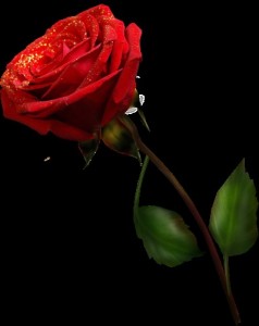 Создать мем: яркие розы на черном фоне, красная роза на черном, красная роза на черном фоне