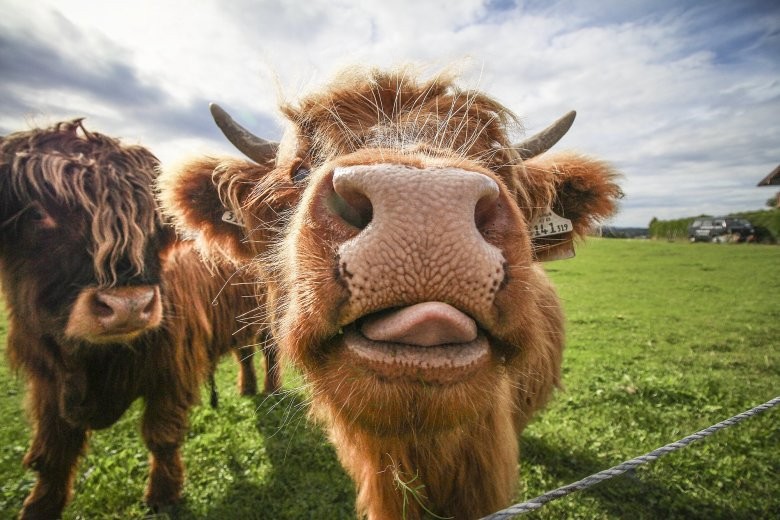 Create meme: mad cows, animals cute, the bull is funny