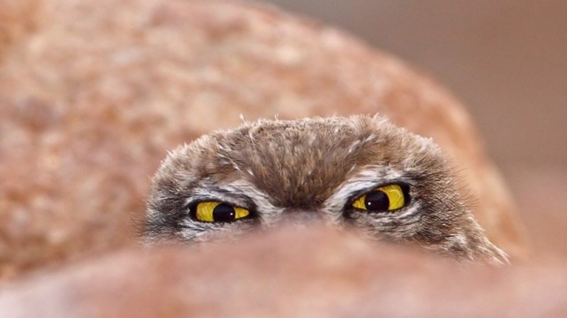 Create meme: owl eyes, owl Peeps, owl owl