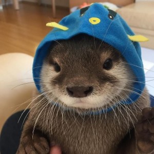Create meme: cute otters