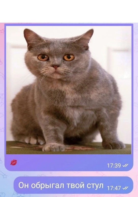 Create meme: British shorthair cat, cat British, The Brit is purple