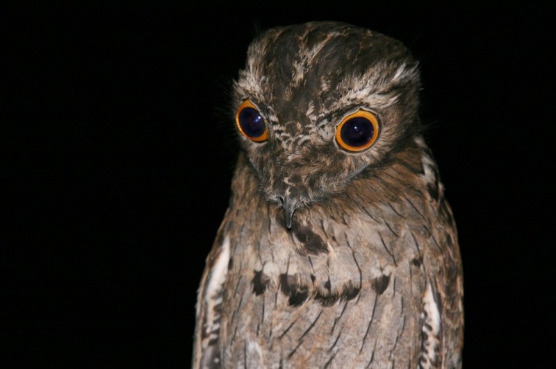 Create meme: big - eared nightjar bird, the nightjar chick, bird Nighthawk