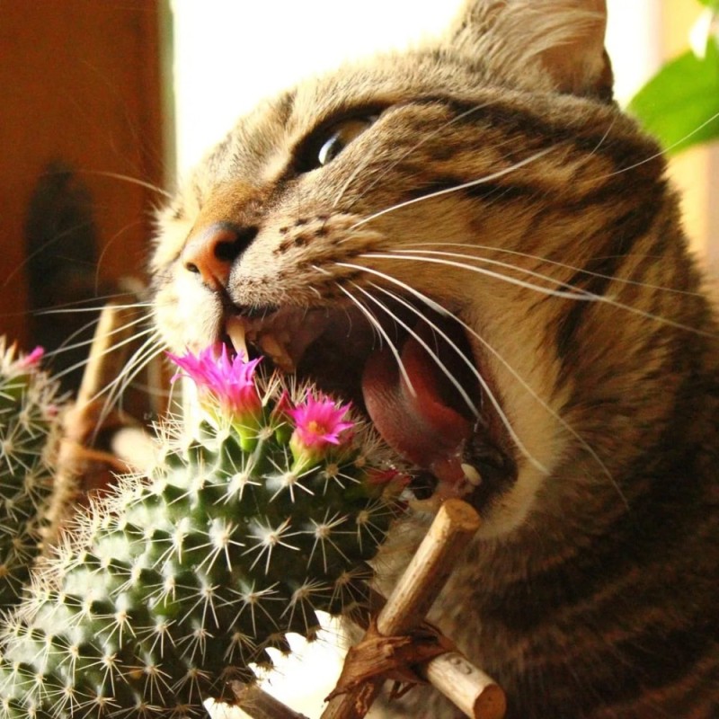 Create meme: cat eats cactus, cactus cat, cactus thorns