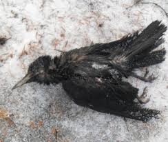 Create meme: The dead crow, dead bird, the death of birds
