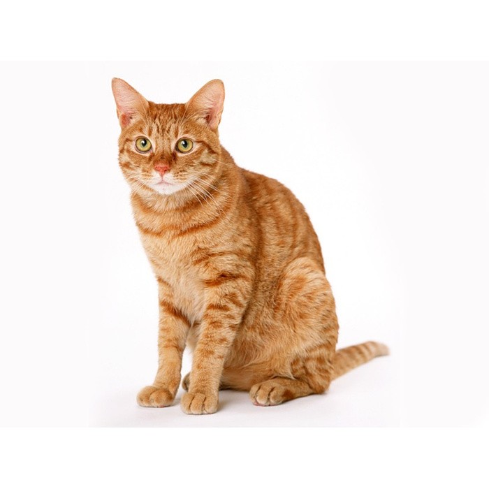 Создать мем: кошка рыжая, рыжий кот сбоку, европейская короткошерстная кошка рыжая