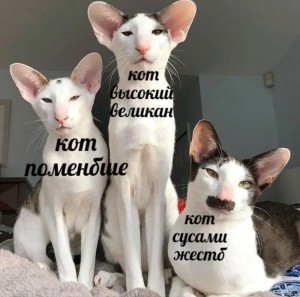 Create meme: cat Georgians, funny cats