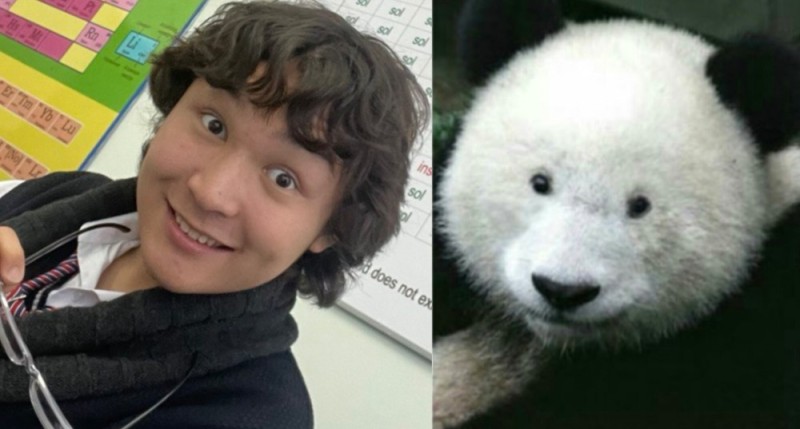 Создать мем: панда, панда без грима, панда без пятен вокруг глаз
