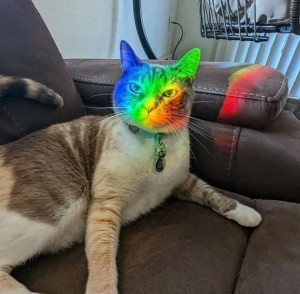 Создать мем: кот разноцветный, кот в радужном свете, радужная кошка