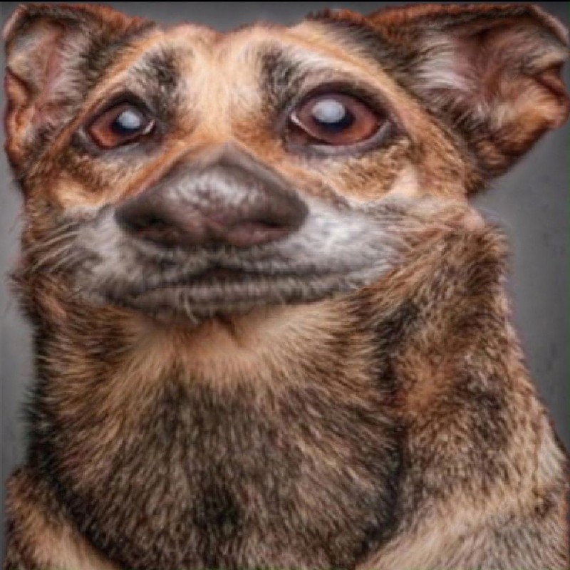 Create meme: elke vogelsang, the dog thinks , funny Chihuahua