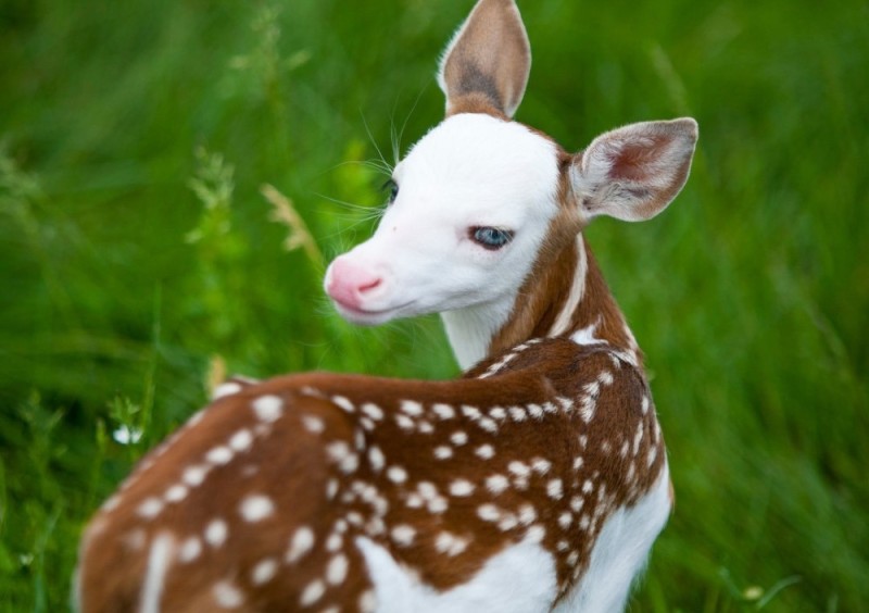 Create meme: fawn , albino doe, albino spotted deer