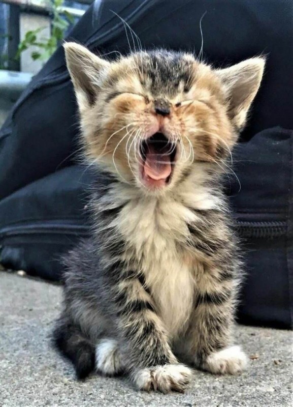 Create meme: funny cats , cats are funny, the cat yawns