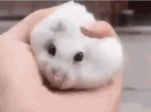 Create meme: animals cute, funny hamsters, hamster funny