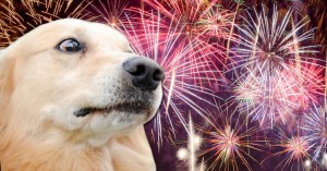 Create meme: dog, animals, the dog and the fireworks