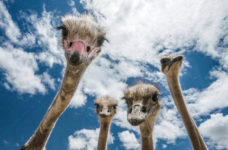 Create meme: the ostrich is funny, ostrich farm , ostriches 